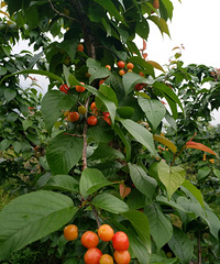 ӣĳˣѾȥժˣûũҩúó