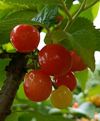 ӣĳˣѾȥժˣûũҩúó