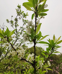 九龙坡金凤镇,爬山赏花,这里的花期来得要晚些