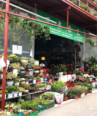 重庆这个新开的大型花鸟市场,去一次就可以收获春天!
