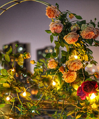 ���𽿹���������ֱ̫�����ˣ��Ƽ������֣���������