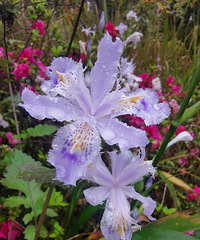 �ϴ����Ѱ���Σ�ż����Ƭ��Ҷ������Ǿޱ���β��