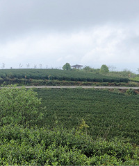 ����ɢ�ĵĺõط����ɲ賴��Ȳ�һ�������鵽��