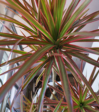 һľľ֣ľɭҵļұռ