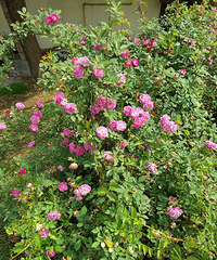 ԰ǾޱȻʼлˣǿ׼ժ