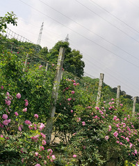 ���԰��Ǿޱ��Ȼ��ʼл�ˣ����ǿ���׼��ժ������