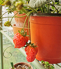 ֻ4Ǫôãһֻ3С