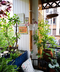 СС̨֮䣬ֲݣɹ̻Ҳ