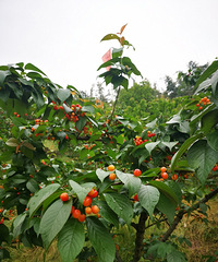 ȥժӣҹȻ٣ִ30һﲻҪ԰