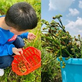 这里能摘刺泡,采蕨菜