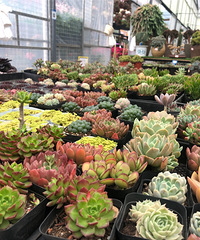 这个花市藏了个多肉花园,价格便宜种类还多