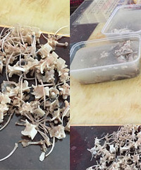 怀孕吃蛇对娃儿皮肤好?
