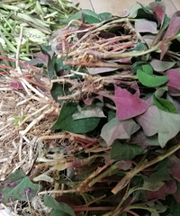 �����������۶�����������˳�����ͷ�Ҷ