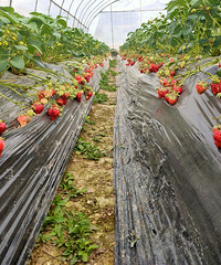 ����ʵ��ժ��ݮ��Ը����