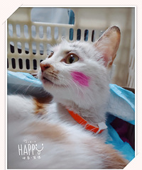����˾ʳ�õ�èè���˵����죬�Բ����һ��Ƕ���������...