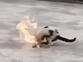 大学生虐猫被退学