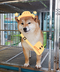 �����ŵĻ�������������Ǵ���ѽ