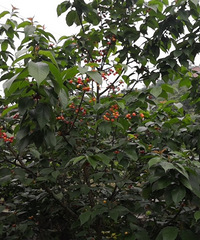 �ɽ����ժӣ�ң�10��/�û�������ã�ˬ