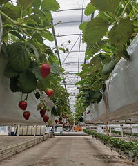 ���в�ݮ԰�򿨣��ձ��ײ�ݮ�Ե�����������˳���򿨺ɺ�ԭ��