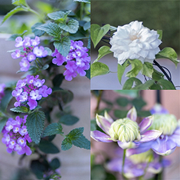 我种的花全是紫色系