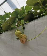 вݮ԰򿨣ձײݮԵ˳򿨺ɺԭ