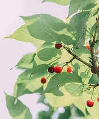 ɽӣ㳡ܿȺҵһʺϲժյĵ