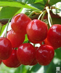 ���ǳ�ӣ�ҵļ��ڣ����ǵ�ӣ�Ҷ���ɺö�Ǯһ�