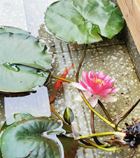 火锅、野餐、露营、养鱼、种花!不大的阳台承包了我家的吃喝玩乐