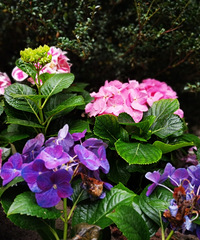 ɹɹҼʳ¯Ļ԰õбڳ