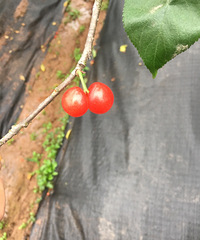 ������ʺ�ժӣ�ң��������𣬺ð���