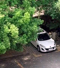 夏天要来了,在涪陵乡镇上打算给爱车种棵树遮阴,选什么品种好