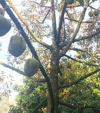 ����Ҫ���ˣ��ڸ��������ϴ���������ֿ���������ѡʲôƷ�ֺ�