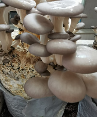 用菌菇包养平菇的操作很简单,每天用喷壶喷点小喷雾就可以了
