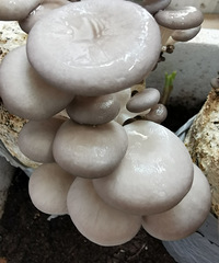用菌菇包养平菇的操作很简单,每天用喷壶喷点小喷雾就可以了