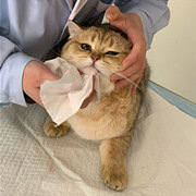 猫儿失去了它的蛋蛋