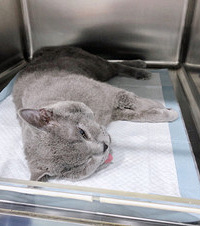 猫儿一直没找到对象,看它日渐消瘦,终于下定决心去做了绝育