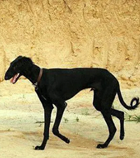 比中国本土猪更濒危的中国田园犬,原来土狗竟有30多个品种