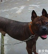 比中国本土猪更濒危的中国田园犬,原来土狗竟有30多个品种