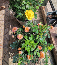 ϵ֮˵̨Ҳд죡ٱ¼ͷúÿ