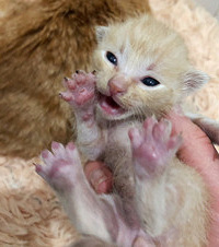 һֻè6ֻСẹ̀Ŭȫҵ