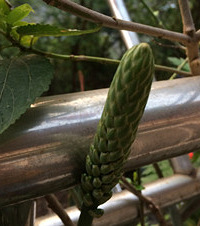 活久见!养了几年的芦荟竟然开花了,无花果也快要长大了