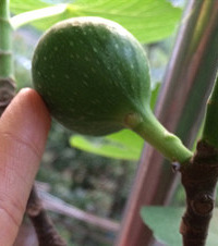 活久见!养了几年的芦荟竟然开花了,无花果也快要长大了