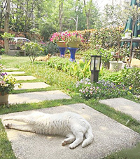 2狗1猫,100多平的院子全朝南,生活就是这样美滋滋