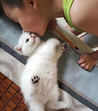 从小萌到大的“小白猪”猫太乖了,毛色是11好色接近纯白