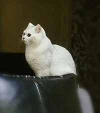 从小萌到大的“小白猪”猫太乖了,毛色是11好色接近纯白