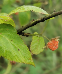 ̤ĺȥ¶Ȳ䲻ȣոպã