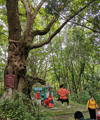 ٺпԿ÷¹ĵط12Сѿˣһ