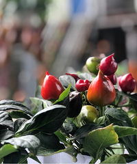 Ʒ�ֳ���Ļ��У�����ѧѧ԰��С����δ���