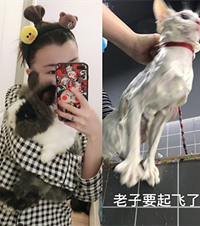 养猫养兔后,发现它们可以在天使与恶魔之间作无缝切换
