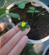 为了草莓能结果,买了授粉刷小心伺候着,结果草莓变蛇莓...